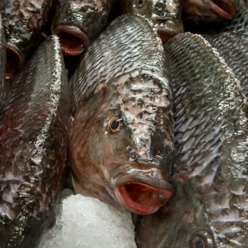 Smithtown Seafood - I'm just a poor fish and no one will catch me - Seafood Near Me - Lexington, Kentucky