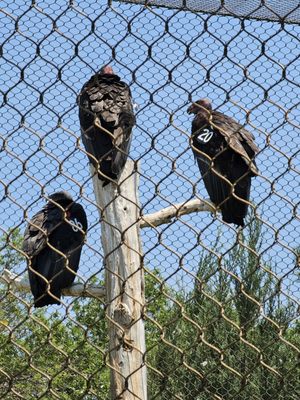 The Peregrine Fund's World Center For Birds of Prey by null