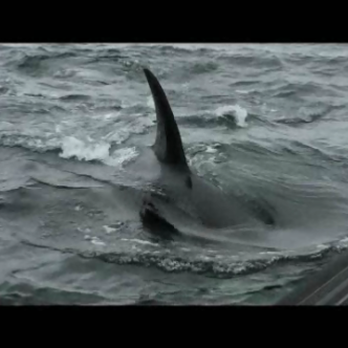 BC Whale Tours - We parked a respectful distance away, and they came to us (edge of the boat in bottom right corner - that's how close they came!) - Whale Watching Tours Near Me - Victoria, British Columbia