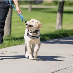 Dog Training Elite