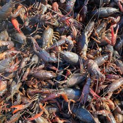 Gulf Coast Crawfish
