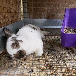 D & B Supply - Sleeping bunny!!! How freaking cute is this!!!