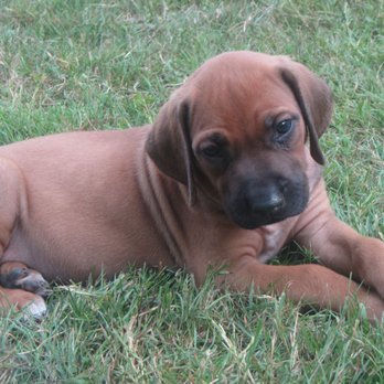Von Hamm Kennel - Pet Training Near Me Von Hamm Kennel - Pet Training Near Me