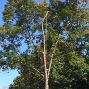 Schofield Tree Patrol - Took Down this Large Hickory - Tree Services Near Me - Waynesville, North Carolina Schofield Tree Patrol - Took Down this Large Hickory - Tree Services Near Me - Waynesville, North Carolina