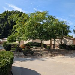 Rio San Gabriel Park - Tree in the park