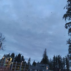 University of Washington Bothell - Crows coming home