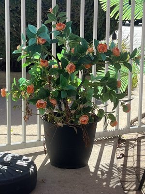 PL8 Restaurant by null