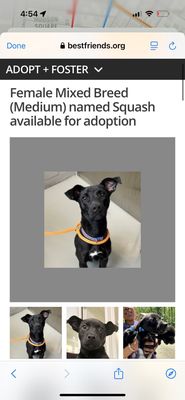 Best Friends Pet Adoption Center by null