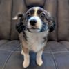 Wagging Tails gift card