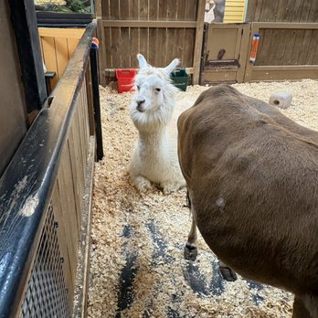 Sustainable Safari - Llama - Petting Zoos Near Me - Maplewood, Minnesota Sustainable Safari - Llama - Petting Zoos Near Me - Maplewood, Minnesota