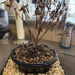 1800 Flowers - Bonsai
