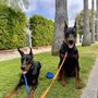 Photo of Dog Boot Camp & House Calls by Zeddicus