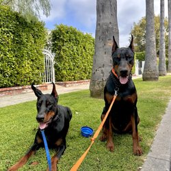 Dog Boot Camp & House Calls by Zeddicus - Luka & Vini