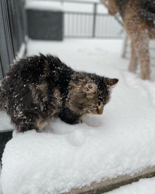 Massey Animal Clinic