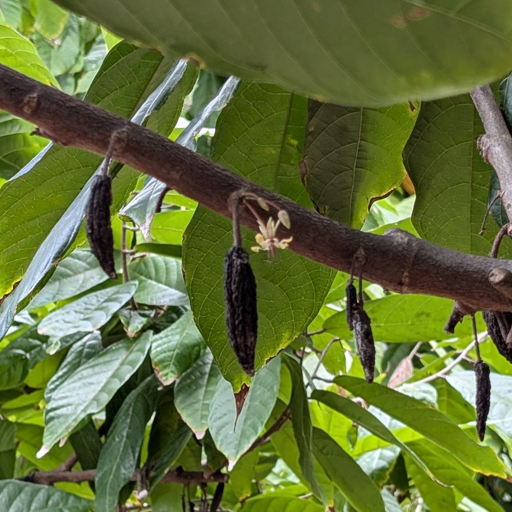 cacao flower cacao flower