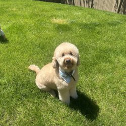 Snoqualmie Paws Mobile Pet Grooming