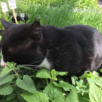 Kuhlmanns - Kitty! - Nurseries & Gardening Near Me - Edmonton, Alberta Kuhlmanns - Kitty! - Nurseries & Gardening Near Me - Edmonton, Alberta