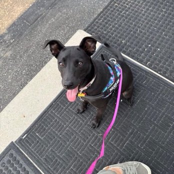 Lessons That Last Dog Training - Sit and stay (hyperactive puppy actually doing it!) - Pet Training Near Me - Neenah, Wisconsin Lessons That Last Dog Training - Sit and stay (hyperactive puppy actually doing it!) - Pet Training Near Me - Neenah, Wisconsin