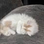 Photo of Heavenly Pet Sanctuary