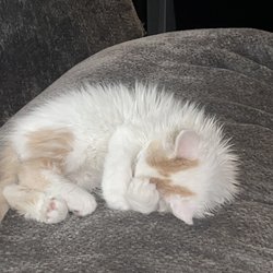 Heavenly Pet Sanctuary