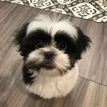 Vikki Hiroto Dog Training - Cookie at 2 months - Pet Training Near Me Vikki Hiroto Dog Training - Cookie at 2 months - Pet Training Near Me