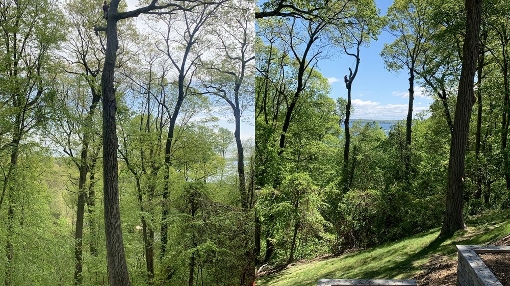 United Tree Services - tree service in Indianapolis, IN