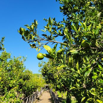 I Giardini di Cataldo - Organic Stores Near Me - Sorrento, NA I Giardini di Cataldo - Organic Stores Near Me - Sorrento, NA