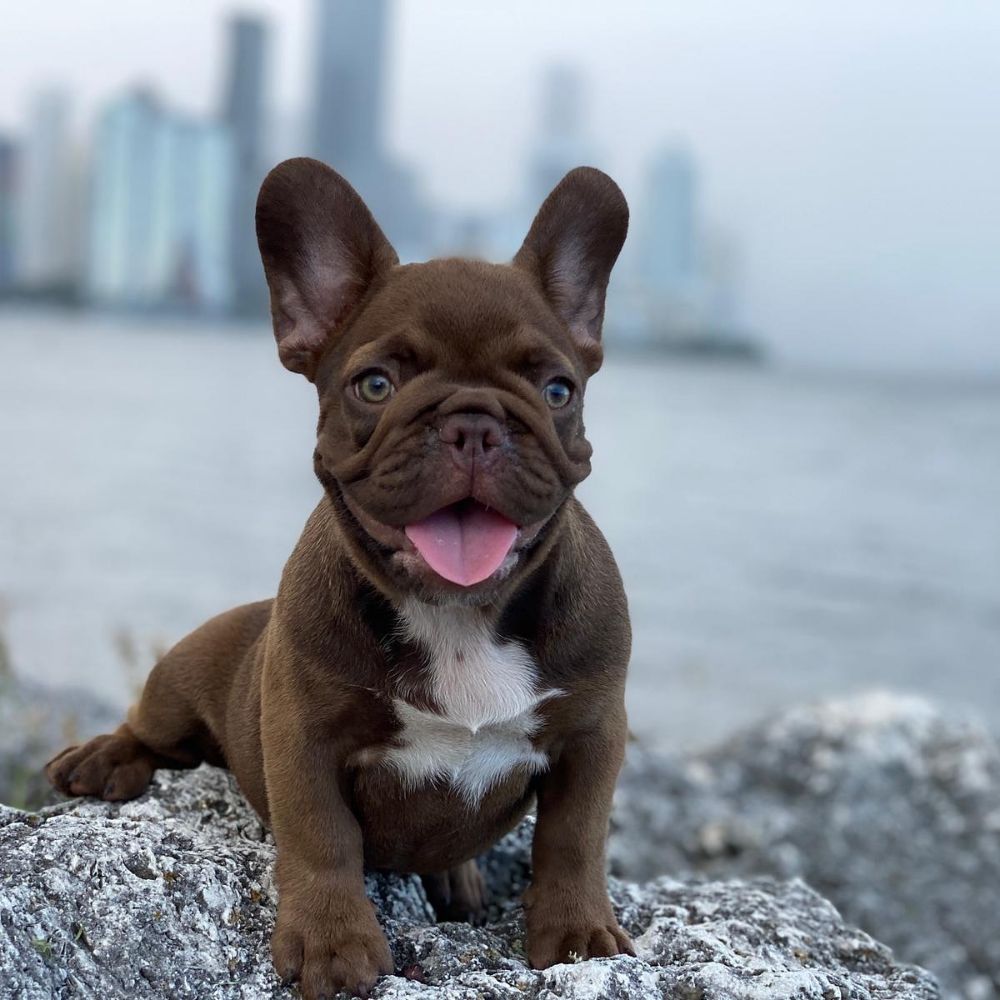 EXOTIC FRENCHIE GANG Updated September 2024 Fort Lauderdale