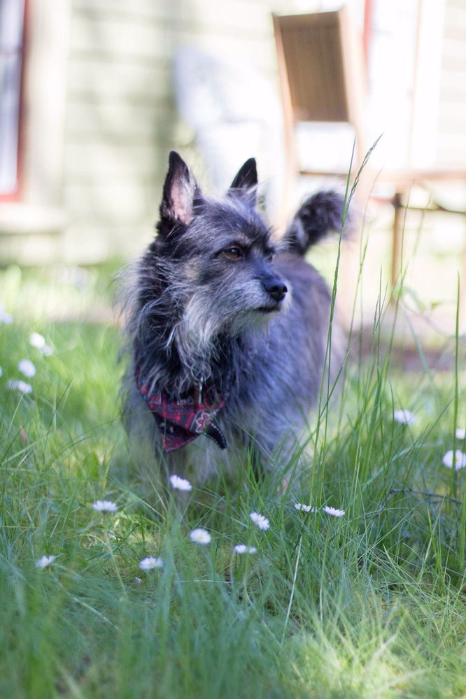 royal canin veterinary diet cat food urinary