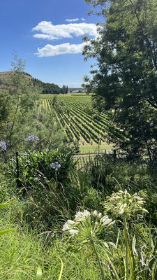 Mission Estate Winery by null