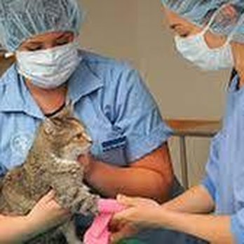 Arroyo Veterinary Clinic - untitled - Veterinarians Near Me - Las Cruces, New Mexico Arroyo Veterinary Clinic - untitled - Veterinarians Near Me - Las Cruces, New Mexico