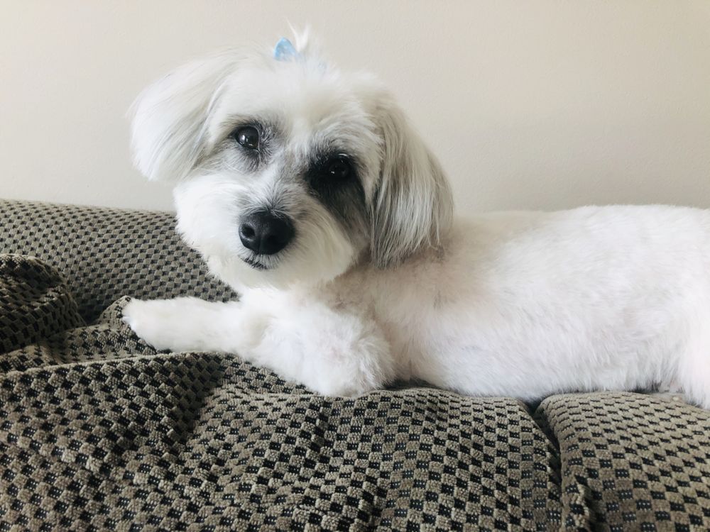 FURRS N PURRS Updated April 2024 48 Photos & 39 Reviews 159