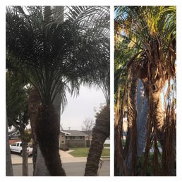 Our small palms freshly cut.