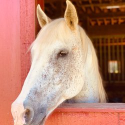 Sallys Horses