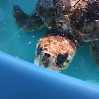 The Turtle Hospital - Veterinarians Near Me - Marathon, Florida The Turtle Hospital - Veterinarians Near Me - Marathon, Florida