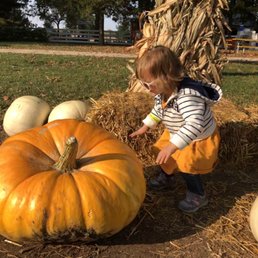 A tiny girl and a giant pumpkin