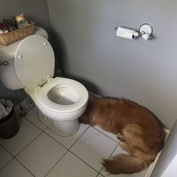 Denver Animal Emergency - My sick dog after throwing up in the room - Emergency Pet Hospital Near Me - Denver, North Carolina Denver Animal Emergency - My sick dog after throwing up in the room - Emergency Pet Hospital Near Me - Denver, North Carolina