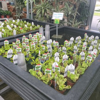 Good Earth - Carnivorous plants - Farmers Market Near Me - Augusta, Georgia