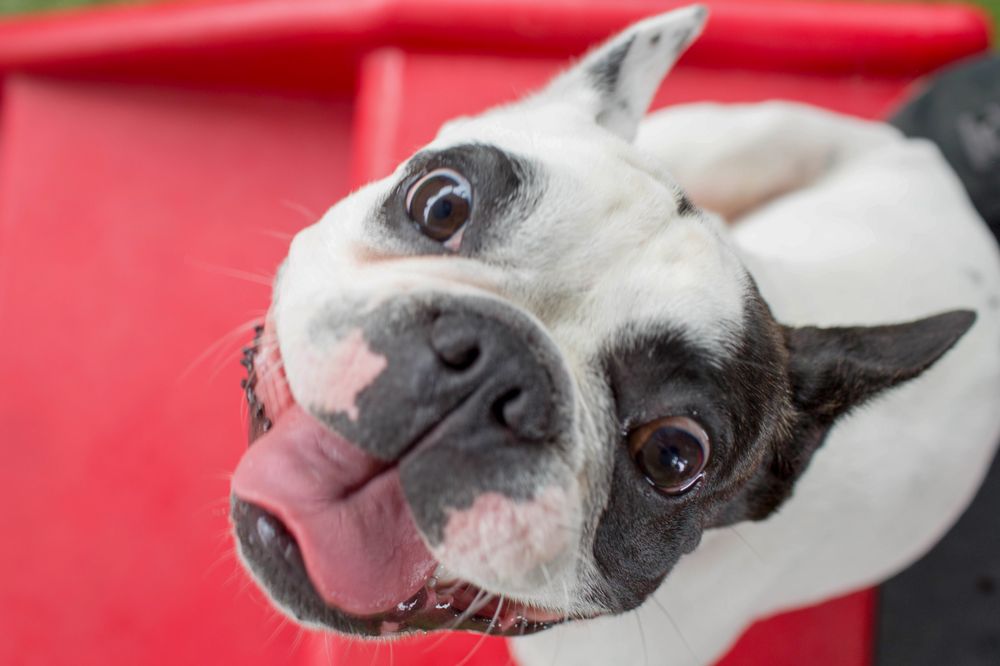 CAMP BOW WOW Updated August 2024 16 Photos & 42 Reviews 4103 S Mason St, Fort Collins