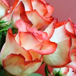 Blumen Erika Dörr