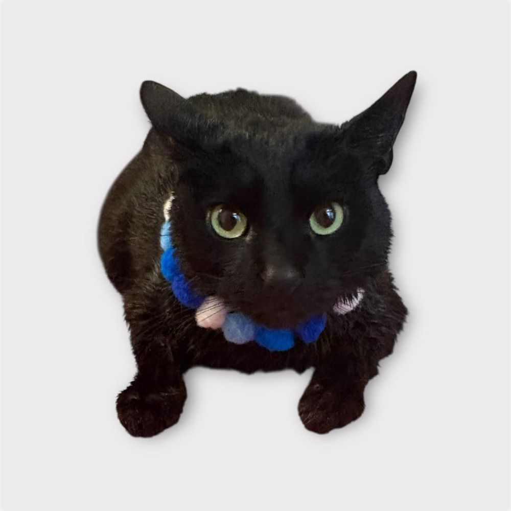 Tailored Tails - Cat - Pet Groomers Near Me Tailored Tails - Cat - Pet Groomers Near Me