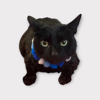 Tailored Tails - Cat - Pet Groomers Near Me Tailored Tails - Cat - Pet Groomers Near Me