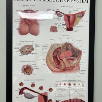 Virginia Women's Center - Obstetricians & Gynecologists Near Me - Richmond, Virginia