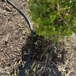 Drip system. Drip system.