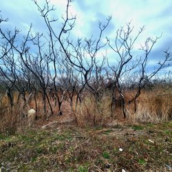 Gooseberry Island