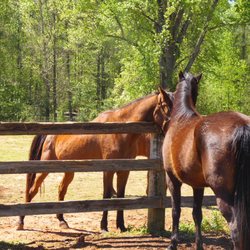 Teens Voice USA Horse Ranch
