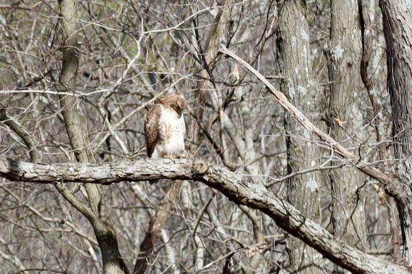 Dogwood Canyon Nature Park by null