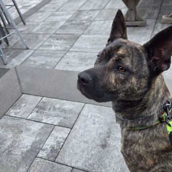 Urban Lodge Brewing - Happy dog outdoor dining - Venues & Event Spaces Near Me - Manchester, Connecticut Urban Lodge Brewing - Happy dog outdoor dining - Venues & Event Spaces Near Me - Manchester, Connecticut