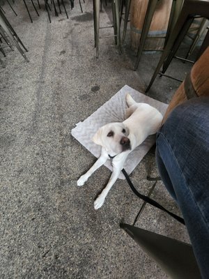 Coomber Craft Wines by null