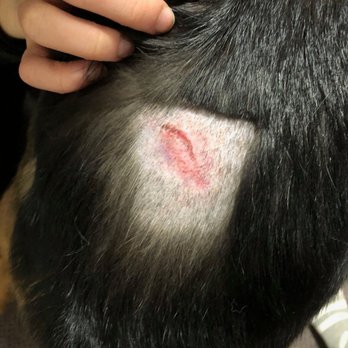 Jet Pet Resort YVR - Shadows wounds from his stay at Jet Pet Resort. Deep laceration pelvic area. - Pet Sitting Near Me - Richmond, British Columbia